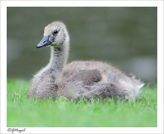 Gosling