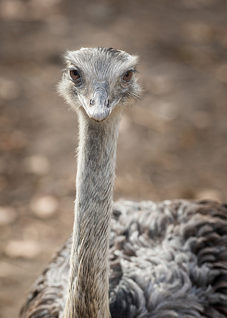 Rhea