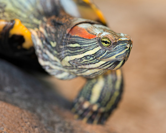 Turtle