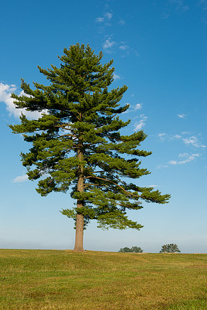 Gettysburg tree