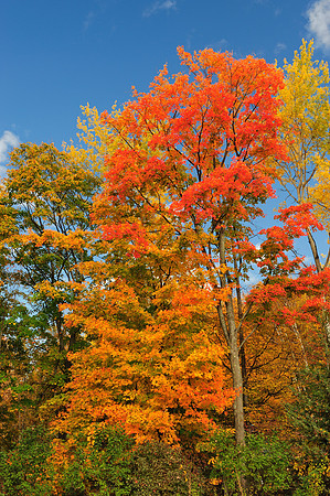 Autumn foliage