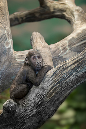 Gorilla