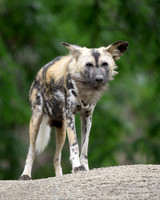 African Painted Dog