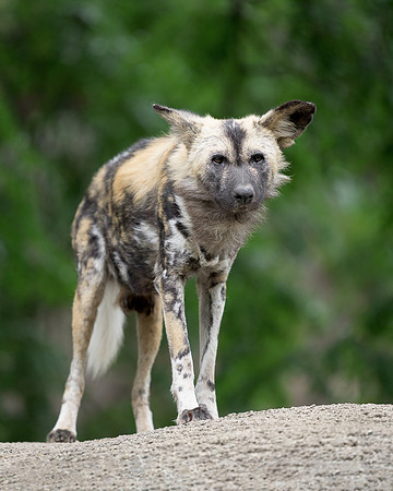 African Painted Dog