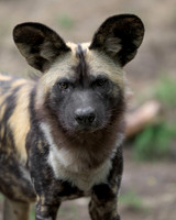 African Painted Dog