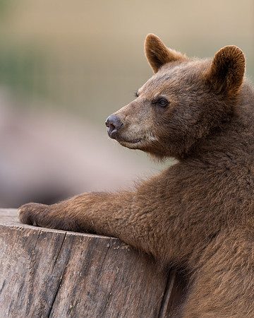Black bear cub