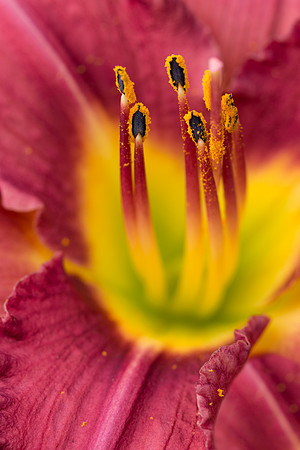 Red and yellow flower