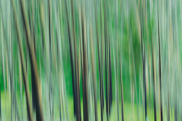 Yellowstone trees