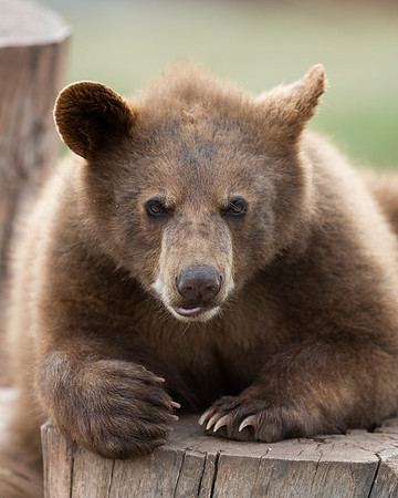 Black bear cub