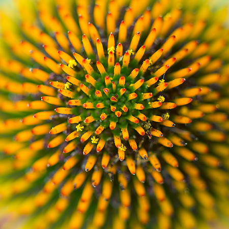 Coneflower head