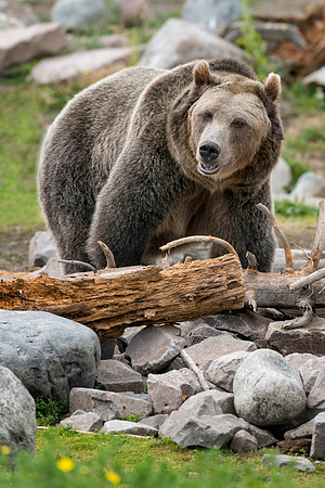 Grizzly bear