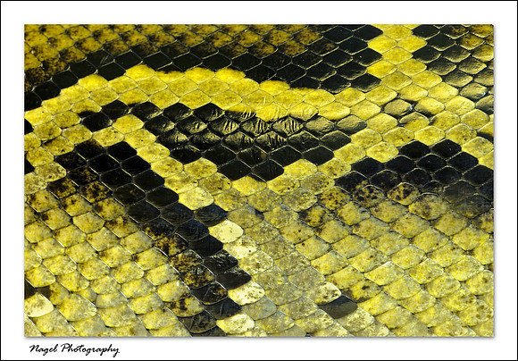 Python scales