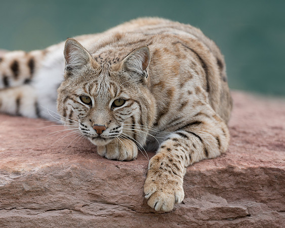 Bobcat