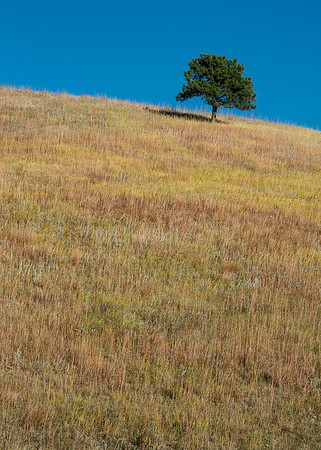 Lone Tree on Prairie