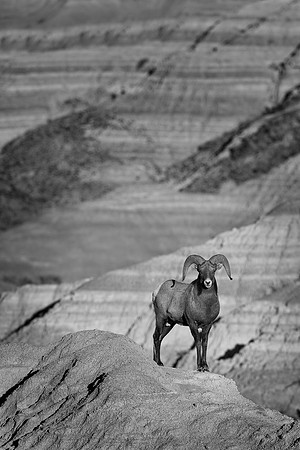 Bighorn Sheep