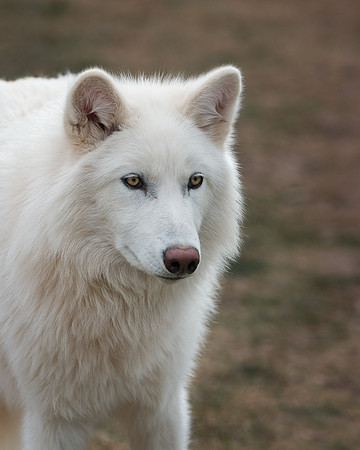 Arctic Wolf