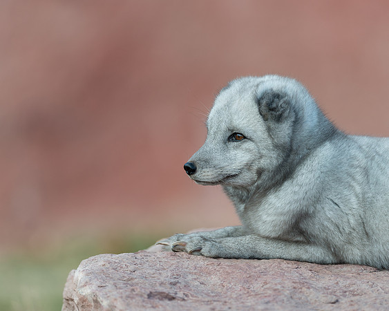 Arctic Fox