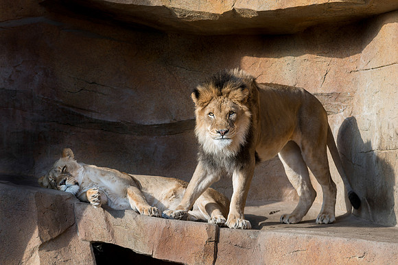 Lions
