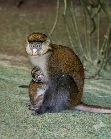 Red-tailed monkeys