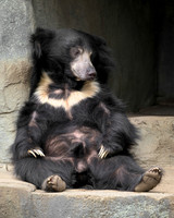The Reclining Bear