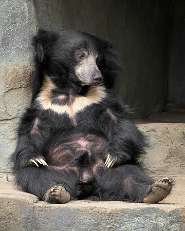 The Reclining Bear