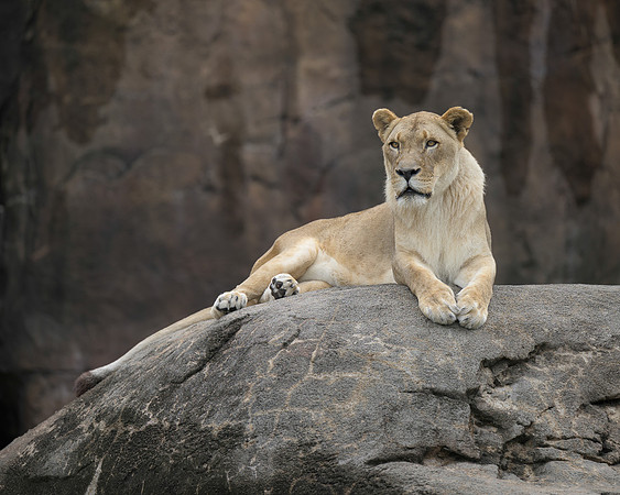 Lioness