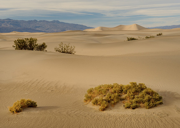 Mesquite Dunes