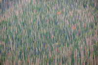 Threads of the Forest