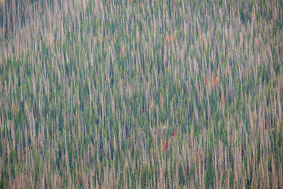 Threads of the Forest