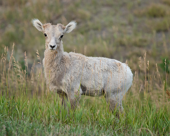 Lamb