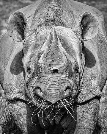 Rhinoceros