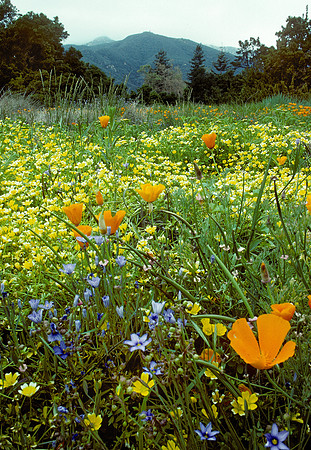 Santa Barbara's Botanical Gardens