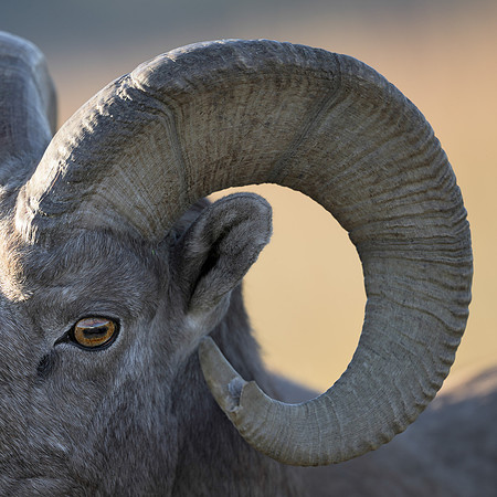 Bighorn Sheep