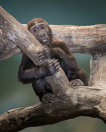 Tree hugger