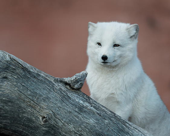 Arctic Fox