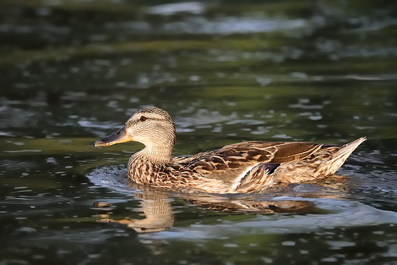 Mallard duck