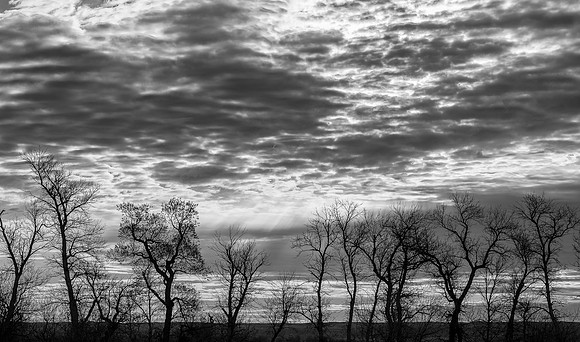 Bare trees on the plains