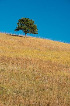 Lone Tree on Prairie