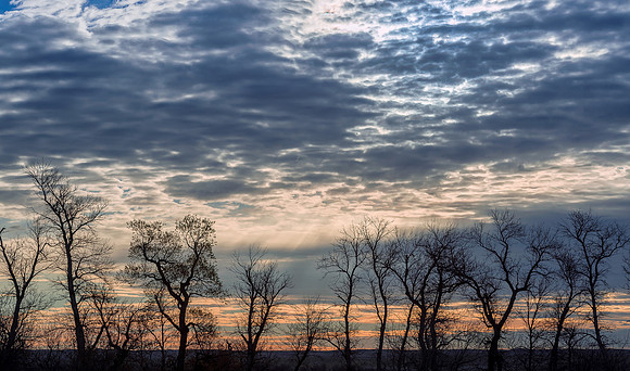 Bare trees on the plains