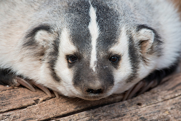 Badger