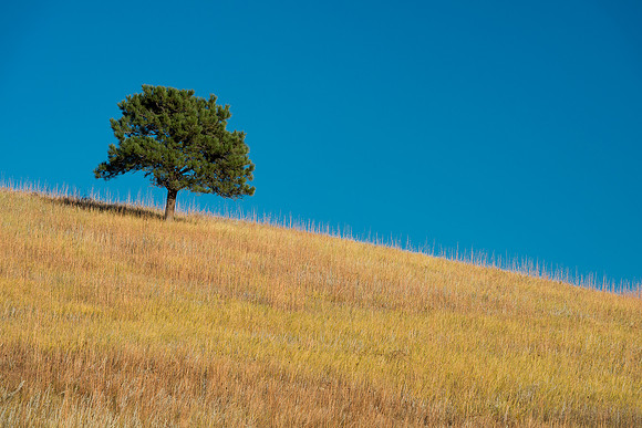 Lone Tree on Prairie