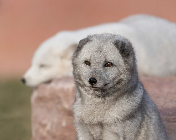 Arctic Fox