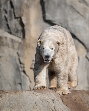 Polar bear