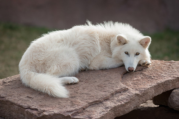 Arctic Wolf