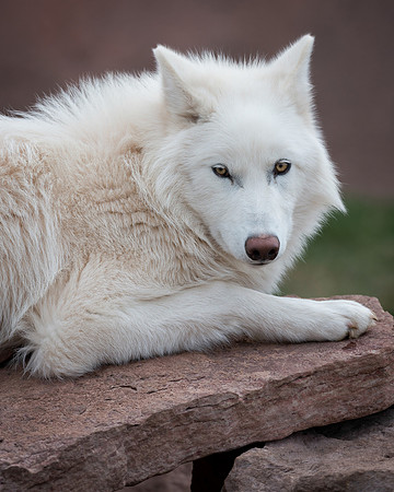 Arctic Wolf