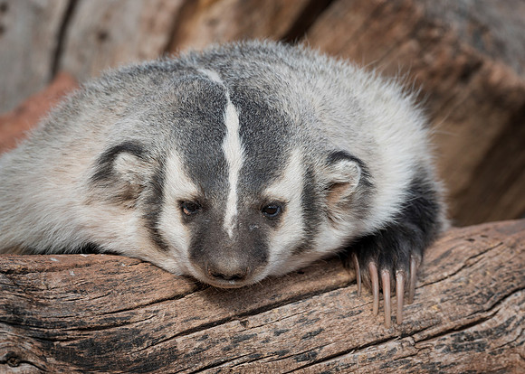 Badger