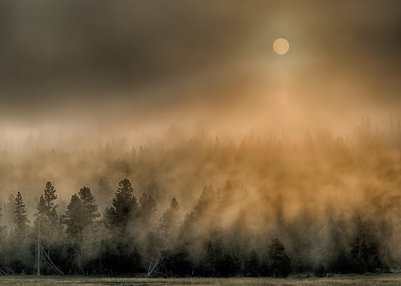 Forest sun rays