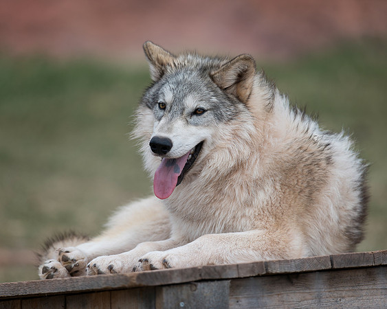 Timber wolf