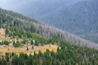 Forest in Transition