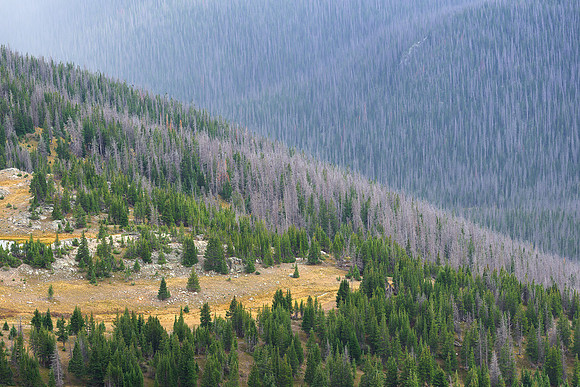 Forest in Transition